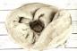 Preview: Kuschelhöhle FiouStar Royal Ginkgo Beige