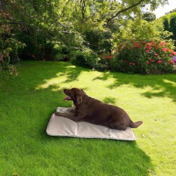 Preview: Premium Kühldecke mit Multifunktionaler Hülle.